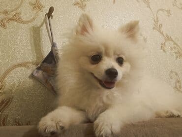 собака шпиц: купить: Шпиц, 5 месяцев, Самка — 2