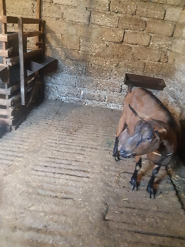 yumurta satışı: 3 AZN-e Keci sudu satilir!!Tam tebiyi ve faydali.(catdirilma var 3 — 2