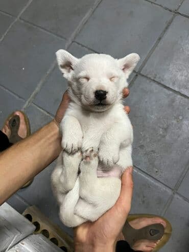 собака цена: Cek rassel teryer, 1 ay, Ünvandan götürmə — 3