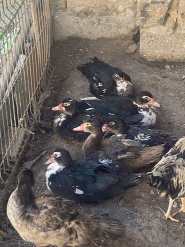 geref quşu: Muscovy (hind quşu) ördəkləri – qarışıq rənglər - Şəkillərdə görünən 7 — 1