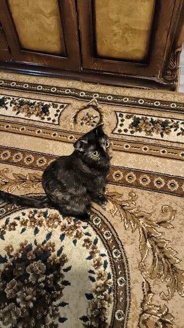 balaca pisik: Yaxşı əllərə — 7