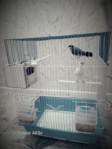 Lincoln: Quş qəfəsi və aksesuar dəsti - Rəng: ağ metal barmaqlıqlar, mavi alt — 2