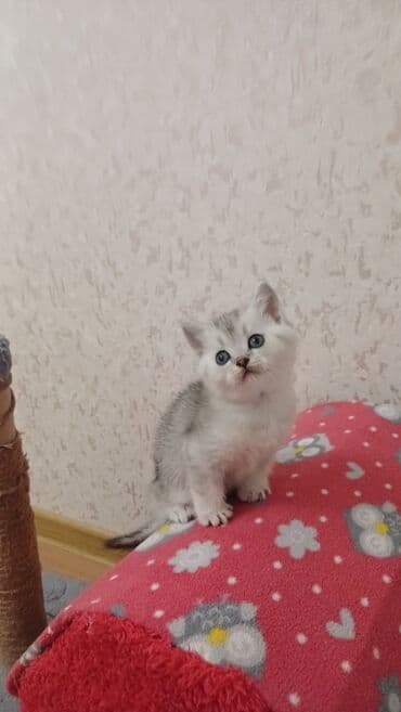 pişik sahiblendirme: Şinşilla, Erkək, Dişi, Yaxşı əllərə, Pulsuz çatdırılma — 7