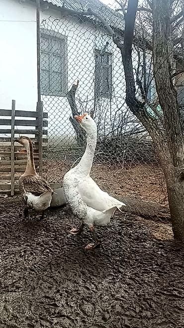 Linda-Kuban xoruz fərə satilır hazırda yumurtayır — 2