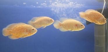 it evi satilir: Oskar balığı — 3