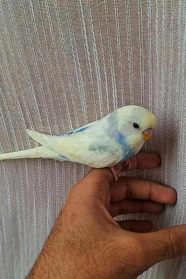 ​Özünüzə və ya övladınıza sadiq və rəngarəng dost axtarırsınızsa, bu