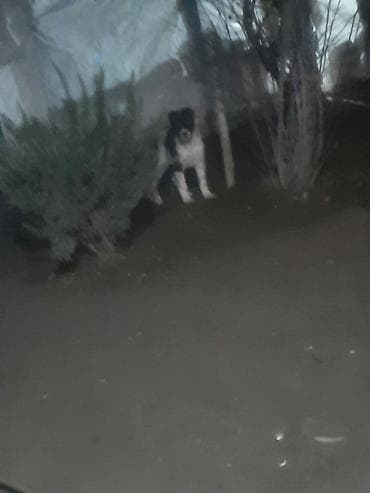 balaca itlər: Salam it satılır erkeydi 4aylıqdı riyalı alıcı yazsın boş boş adamlar — 2