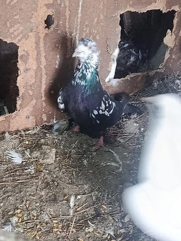 Heyvanlar üçün mallar: Cins göyərçinlər – dekorativ və uçuş üçün Hər birinin öz qiyməti var — 7