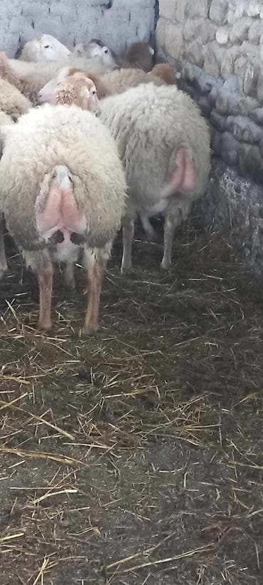 Птицы: Yelini yetiriy dişi toğlular 20 başdı 15-16-sı yelnin tərpədib hamısı — 2