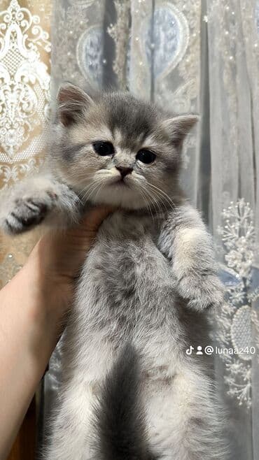 взять бесплатно котёнка: Самец — 2