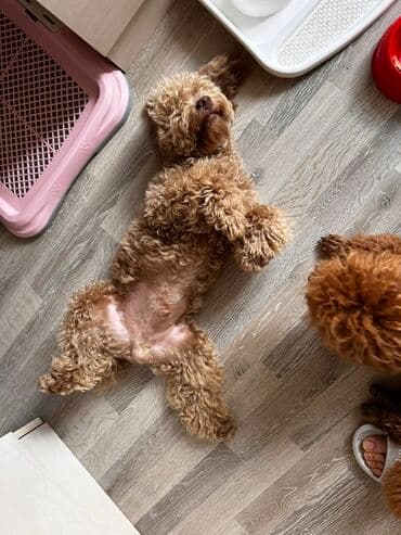 той пудель цена в баку: Пудель, 2 года, Самец, Для вязки — 13