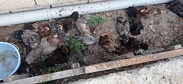 lal ordek balasi: Musk ördəyi balaları (indo ducklings) - Şəkillərdə müxtəlif rəng — 6