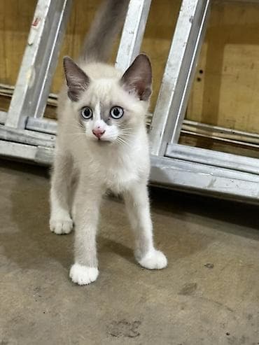 🐾 Siam balaları satılır 🐾 Şəkildə gördüyünüz bala erkəkdir Hazırda 2