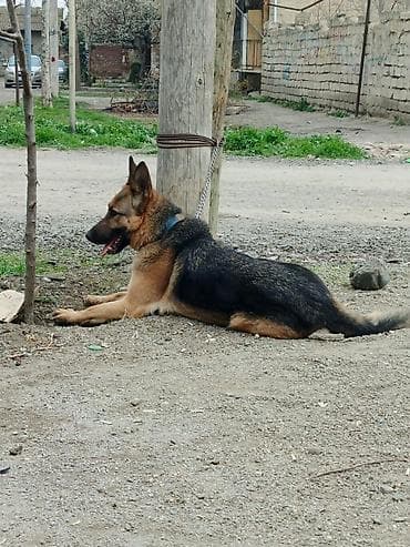 çoban iti satisi: Alman çoban iti — 2