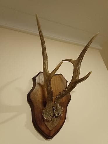 Ev üçün dekor: Divar üçün tebii, dekorativ Cūyūr buynuzu kompozisiyası - Təbii — 4