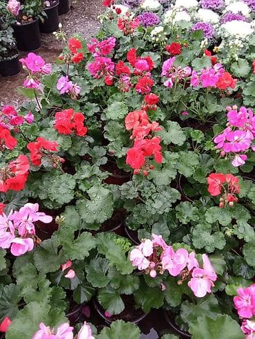 lavanta gülü: Geran gulleri — 2