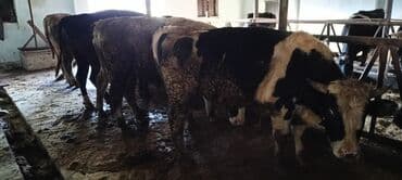 ağ pişik şəkilləri: Məhsul: Qaramal – ət istiqamətli dana/öküzlər Təsvir: - Şəkillərdə — 3