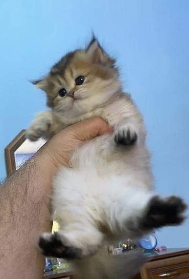 pisik şotlant: Britan, Erkək — 3