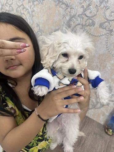 çoban itleri: Pudel, 3 ay, Erkek, Sənədli, Ünvandan götürmə — 4