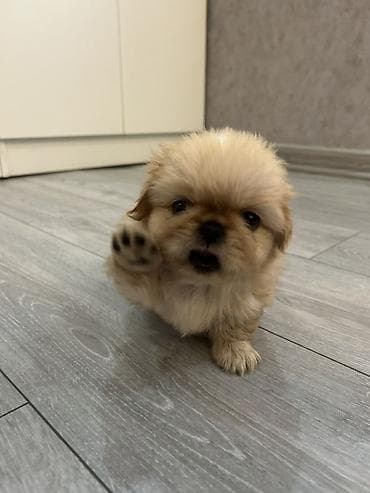 it cinsi adlari: Pekines — 4