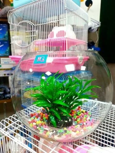 imişli cucə yemi: Yumru akvarium, Balıqlarla birlikdə, 1 l, Ünvandan götürmə, Ödənişli çatdırılma, Rayonlara çatdırılma — 2