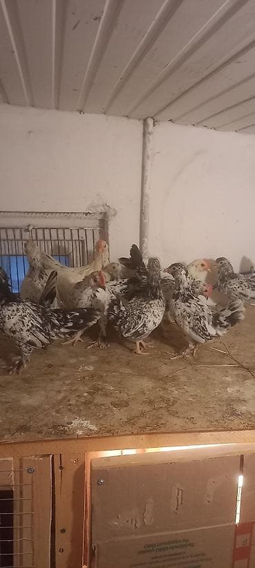 cuce yemi: Toyuq cücələri, Damazlıq — 8