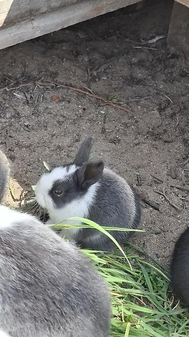 it satisi 2020: Ev dovşanı balaları – boz-ağ rəng çeşidində - Növ: Ev dovşanı — 2