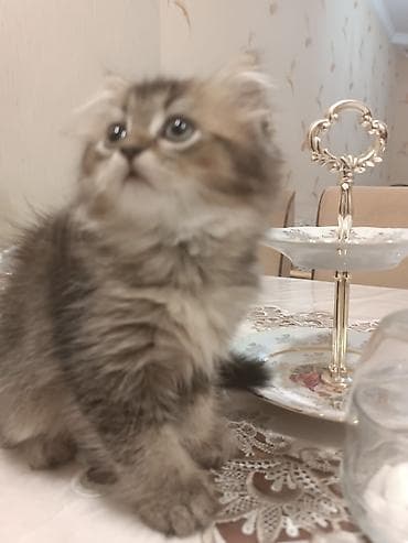 avcarka balaları: Britan — 3