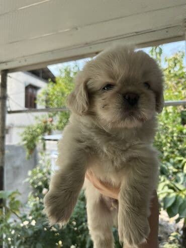 gencede itler: Pekines, 2 ay, Erkek, Peyvəndli — 8
