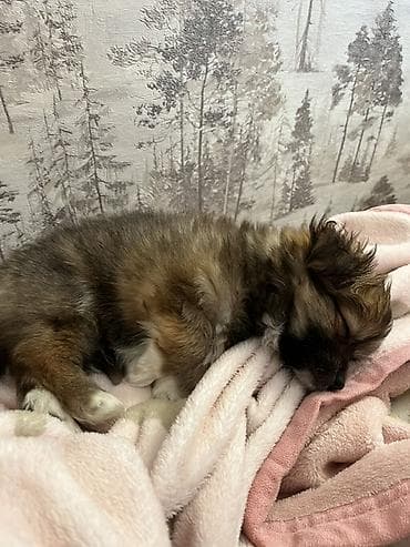 ev iti: Yorkie Pom Tecili satilir 2 ayligdir Balaca it balası – uzun tüklü — 2