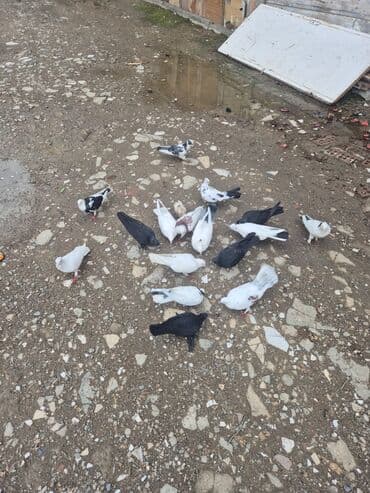 стол стойка для кухни: Qonaq masası — 4