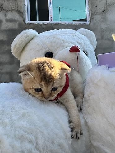 pişik geyimleri: Şotland, Yaxşı əllərə — 4