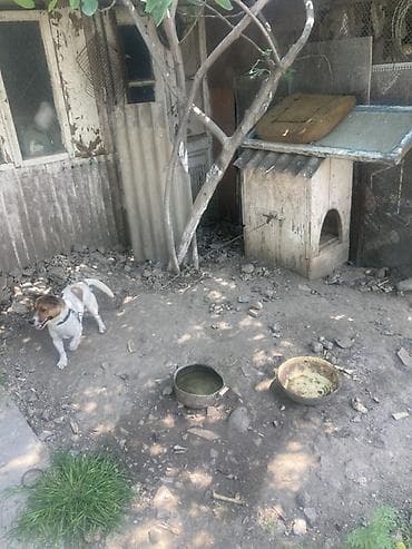 wortex su filteri: Kiçik ölçülü it evi – it üçün taxta budka - Material: qalın taxta — 5