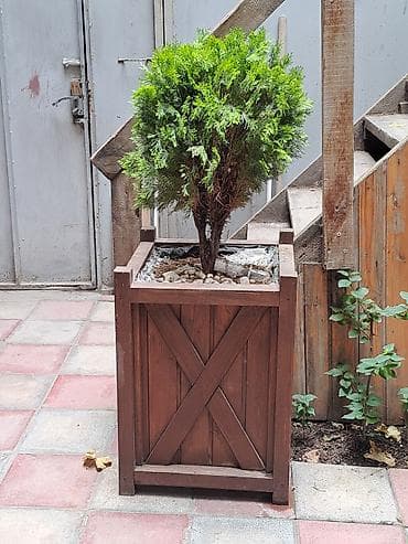 2 aǧac taxta dipçekde unvan yasamal ikisi bir yerde 70manat — 1