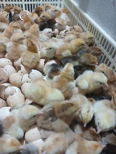 heyvan derisi: 15 günlük süper lider cucesi vaxsinadiyalari verilib Saba lasota — 8