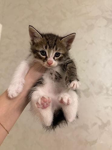 cutlesme pisik: Tabbi, Erkək, Dişi, Yaxşı əllərə, Ünvandan götürmə, Pulsuz çatdırılma — 7