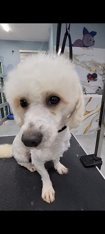 heyvan sahiblendirme: Pudel, 8 ay, Erkek — 6