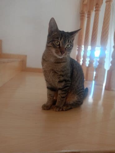 doberman balası: Tabbi, Dişi, Yaxşı əllərə, Pulsuz çatdırılma — 2