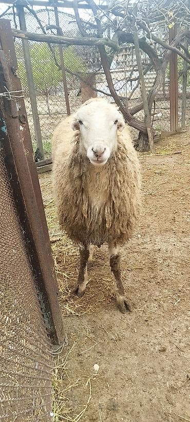 qoyun satilir: Erkek toğlu tam sağlamdir.Damazliq uçun eladi — 2