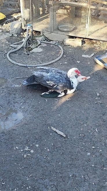 erkek qaz: Bu ilki erkek lal ordegdi .artimli ve yaxsi ceki veren sortdu. unvan — 2