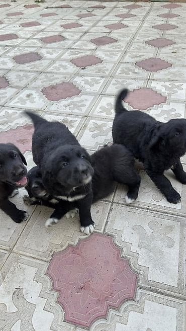 zvanok it satilir: Labrador Retriver 12.04.26 dogulublar qurd dermanlari verilib dişi — 3