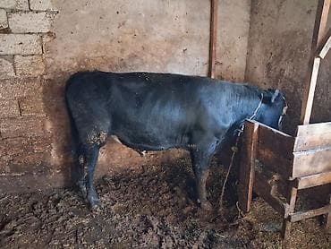 cins inek: Super erkek dana cıxdı satısa süper aktiv danadır sahronnan simental — 3