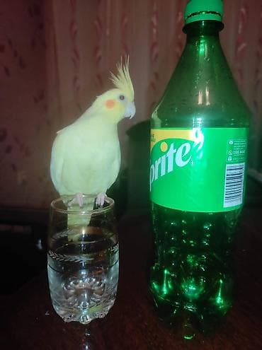 oğlan tutuquşu adları: Korella Qusları Cutdür əl quslaridi evdə bəslənib. Erkək 4/5 söz bilir — 3