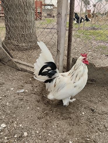 xoruz barter: Xoruz, Yapon, il: 1 — 4