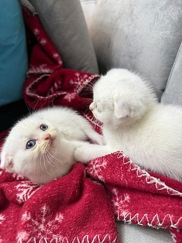 balaca ev itleri: Şotland yastı qulaq, Erkək, Dişi, Yaxşı əllərə, Ünvandan götürmə, Pulsuz çatdırılma, Ödənişli çatdırılma — 3