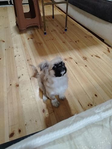 bala pişik adları: Pekines, 4 ay, Erkek — 3