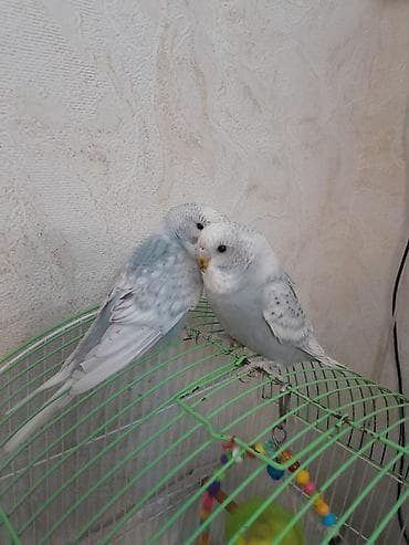 Sumqayit şəhər,qiyməti hər biri 14 manat,kletkasiz.Çex balalari
