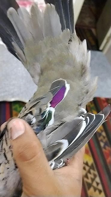 papuqay type 1: Satılır: kekili Avustralya göyərçin (qumrusu) crested pigeon — 6