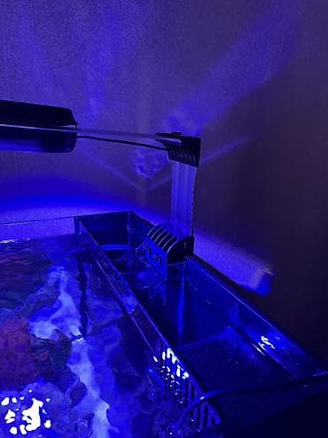 akvarium baliqlari: Hazir okean akvariumu satilir icinde dashi qumu 3 ilbizi musherom — 10