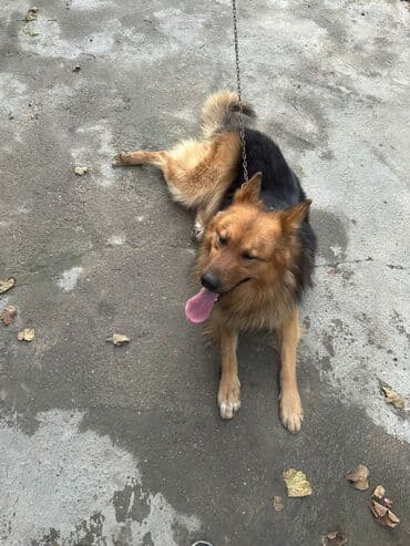 Erkek it satılır adı Aşirdi.marağlanmaq istəyən yazsın. Qiymeti 300